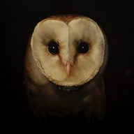sl_of_wnd