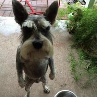 Анонимотариус