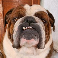 moldog
