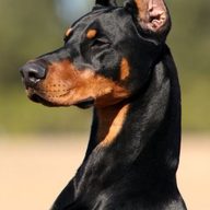 capcipa-ru