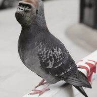 se__ver
