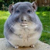 mileslo