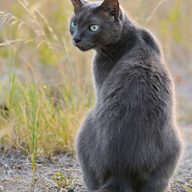 ak555