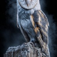 Никитон