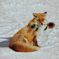 Озембловський В