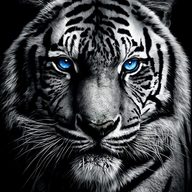 sergeq00