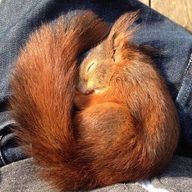 Dark clover