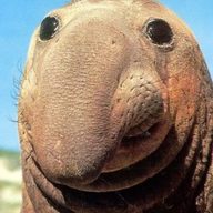 rggre