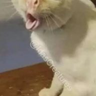 Hhiderjex