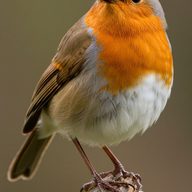 Pik