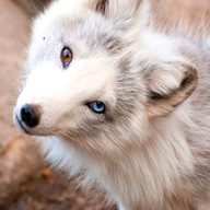 GeF