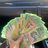 alex_buz