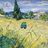 Dandelion12