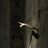 alexv_