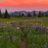 Broswald