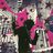 Vladimi