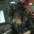 hawk_56