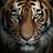 tomyfeed