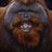 Ujif